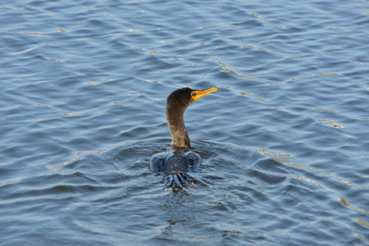 Double-crested Cormorant - ML646380064