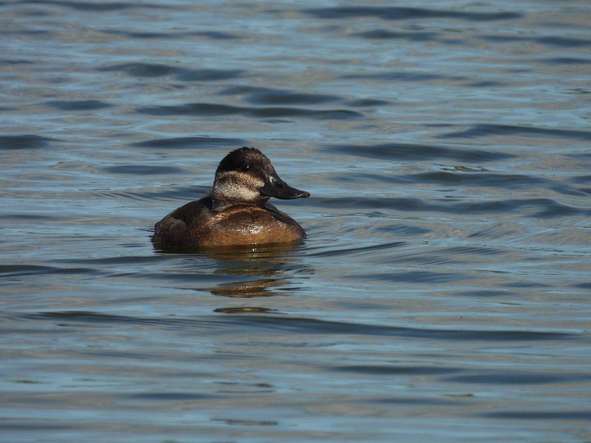 צחראש אדמוני - ML646380067