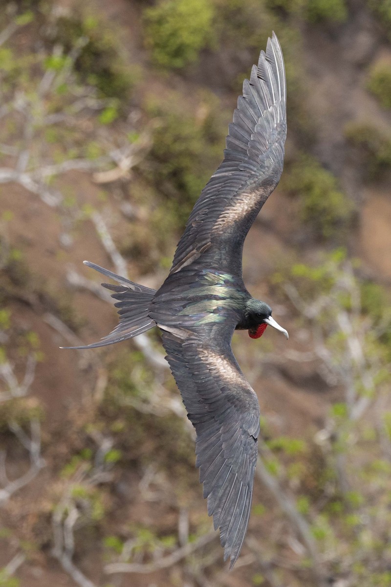 Great Frigatebird - ML646380070