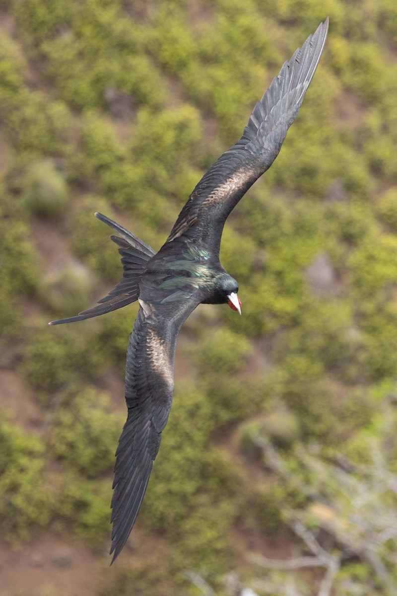 Great Frigatebird - ML646380071