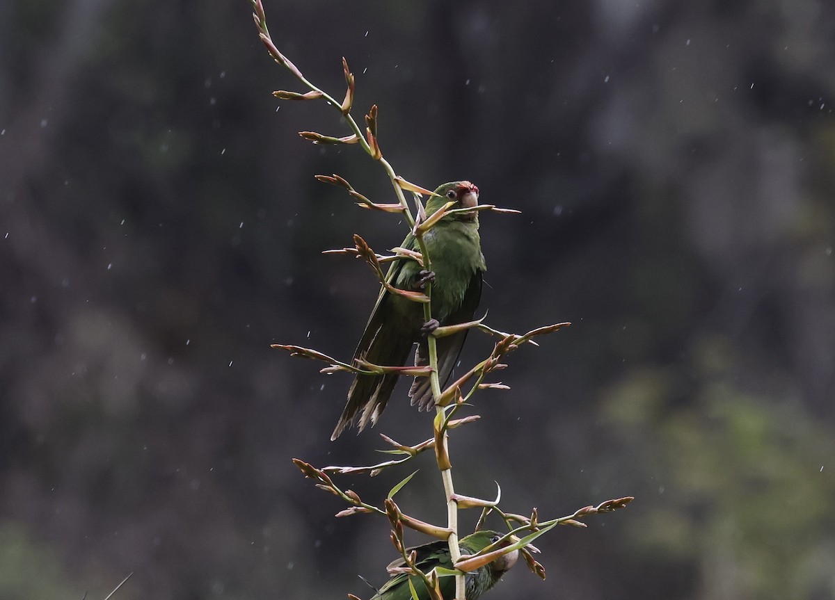 Cordilleran Parakeet - ML646380072