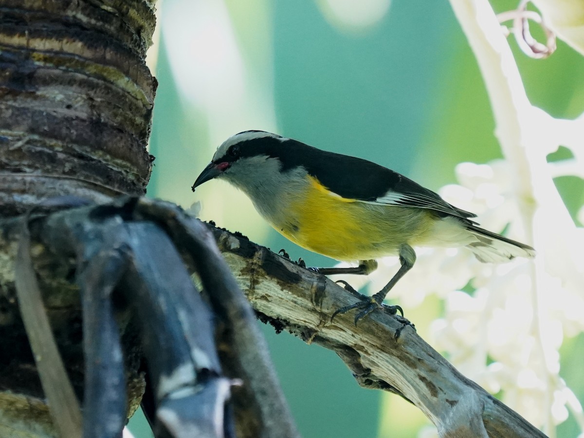 Bananaquit - ML646380073