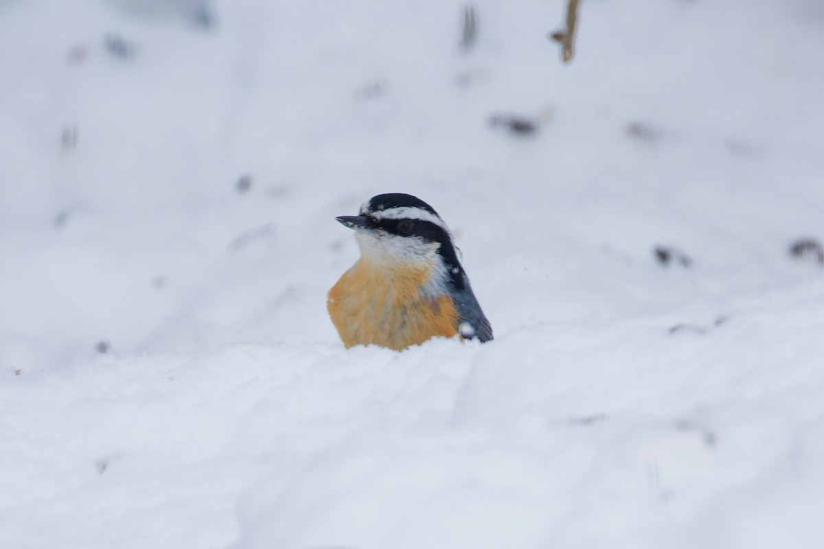 Sittelle à poitrine rousse - ML646380074