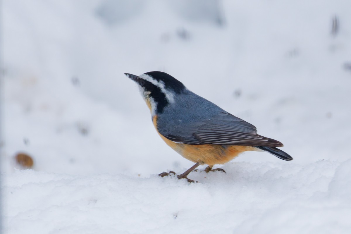 Sittelle à poitrine rousse - ML646380075