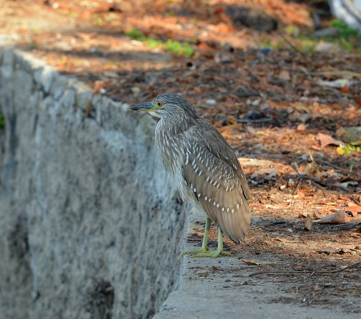 Black-crowned Night Heron - ML646380076
