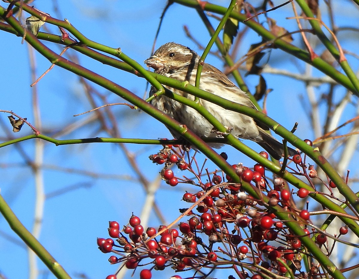 Purple Finch - ML646380077