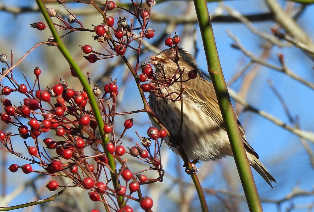 Purple Finch - ML646380078