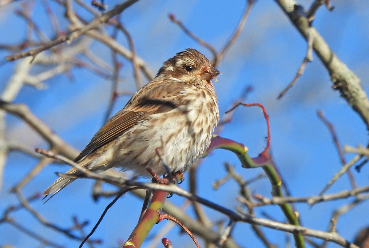 Purple Finch - ML646380079