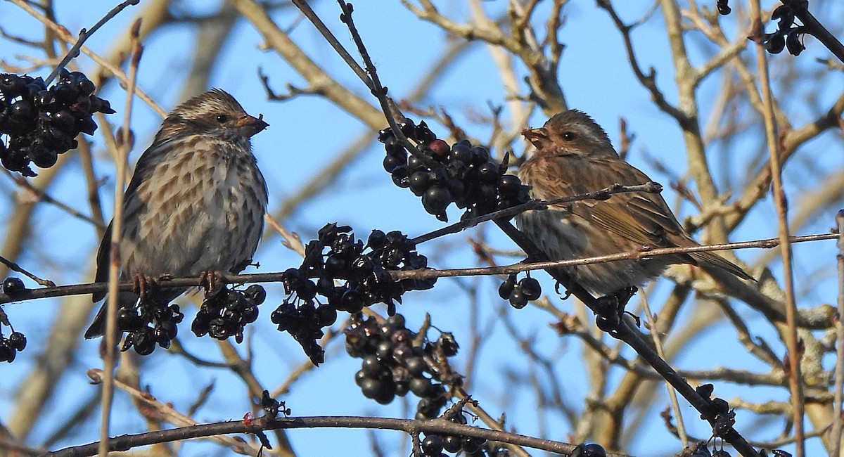 Purple Finch - ML646380080
