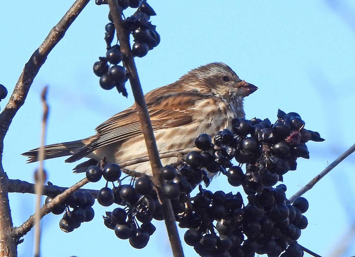 Purple Finch - ML646380081