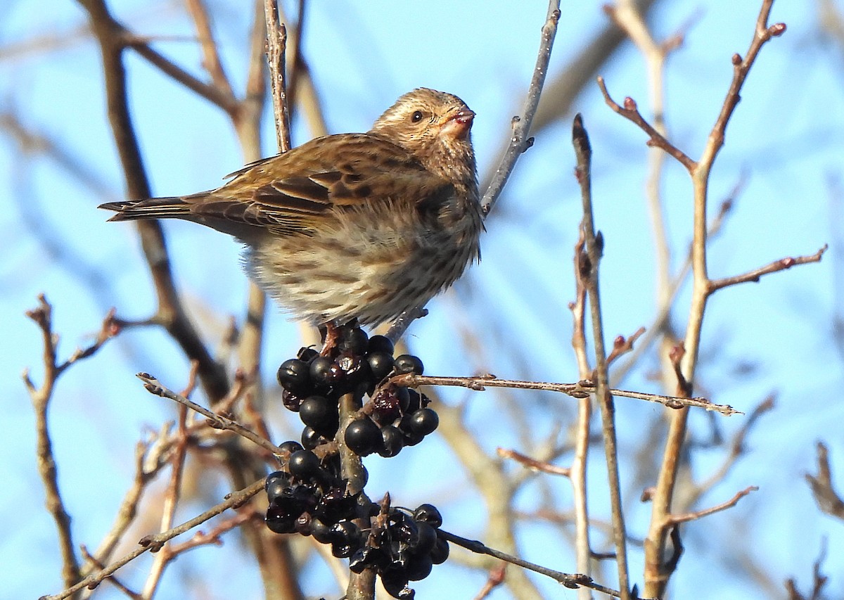 Purple Finch - ML646380082