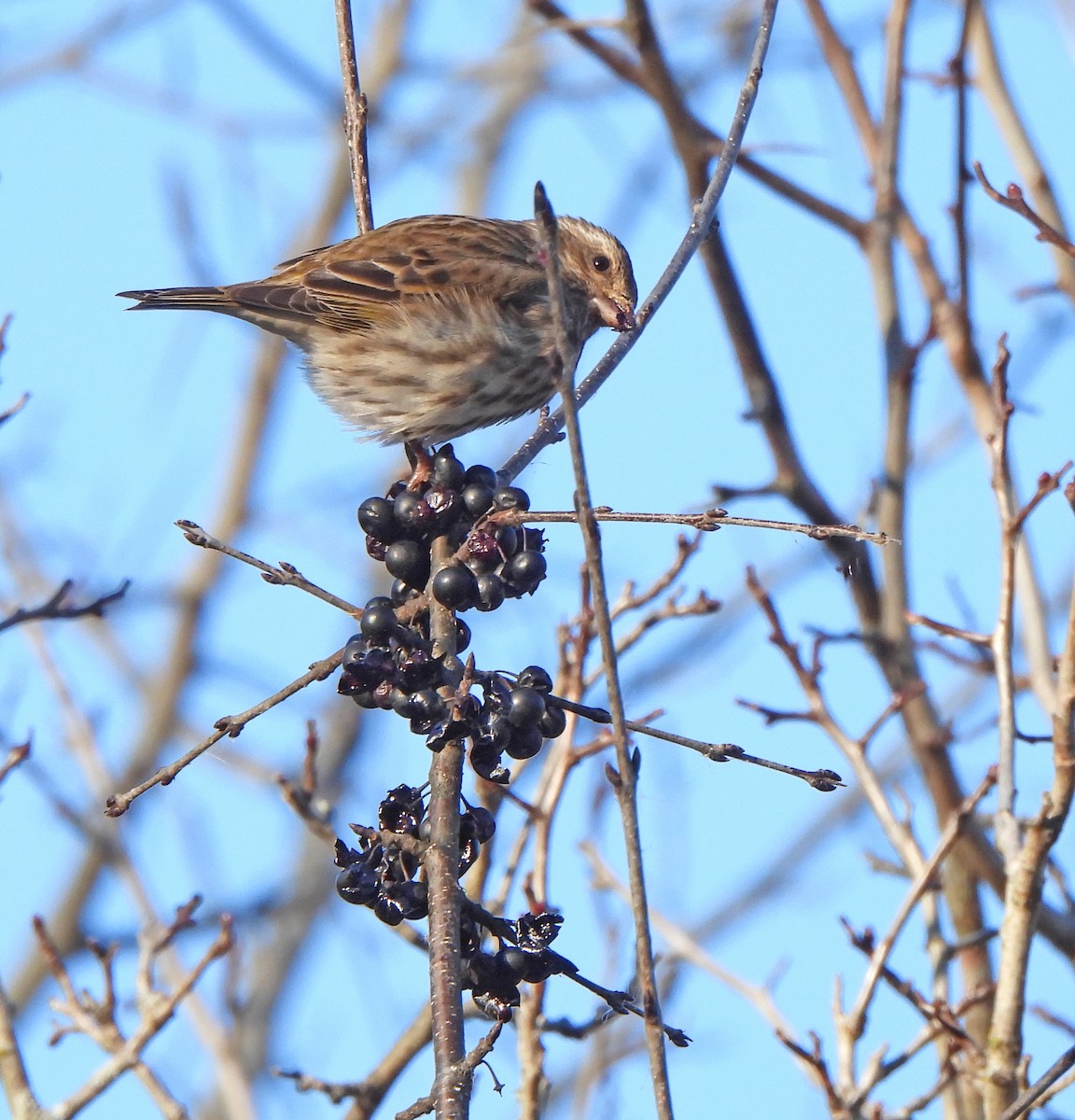 Purple Finch - ML646380083