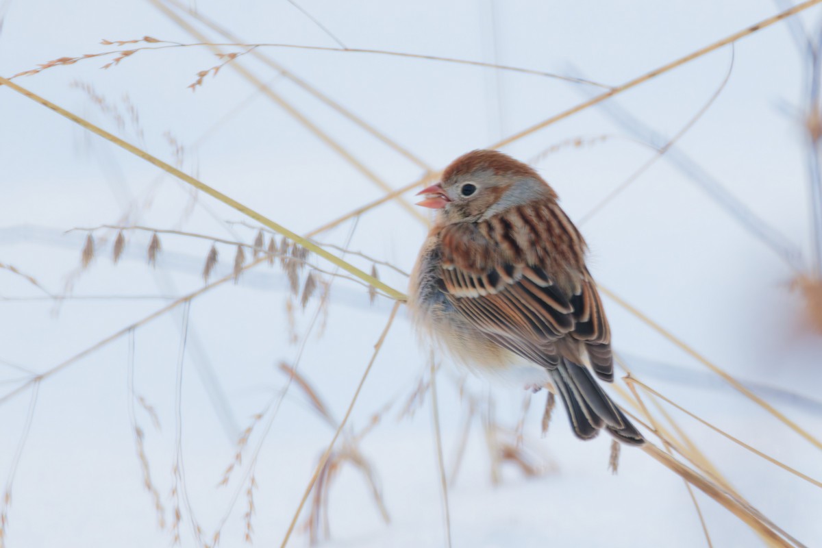 Field Sparrow - ML646380085