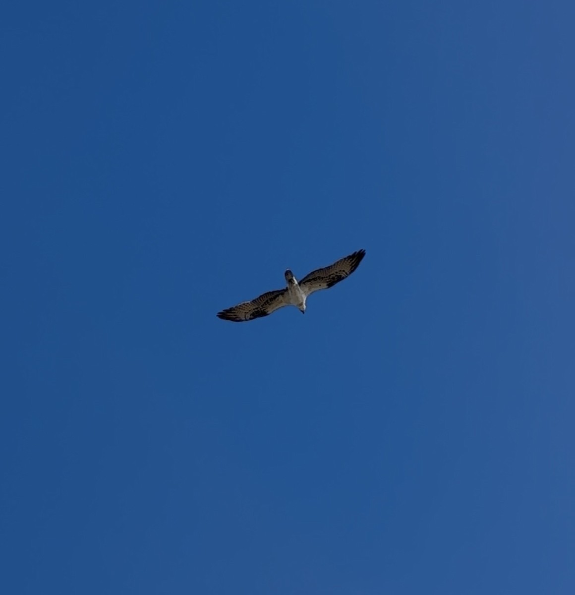 Osprey - ML646380086