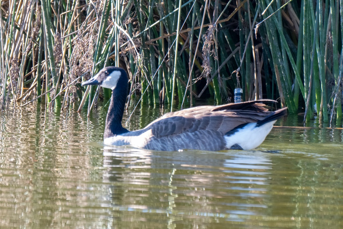 Canada Goose - ML646380087