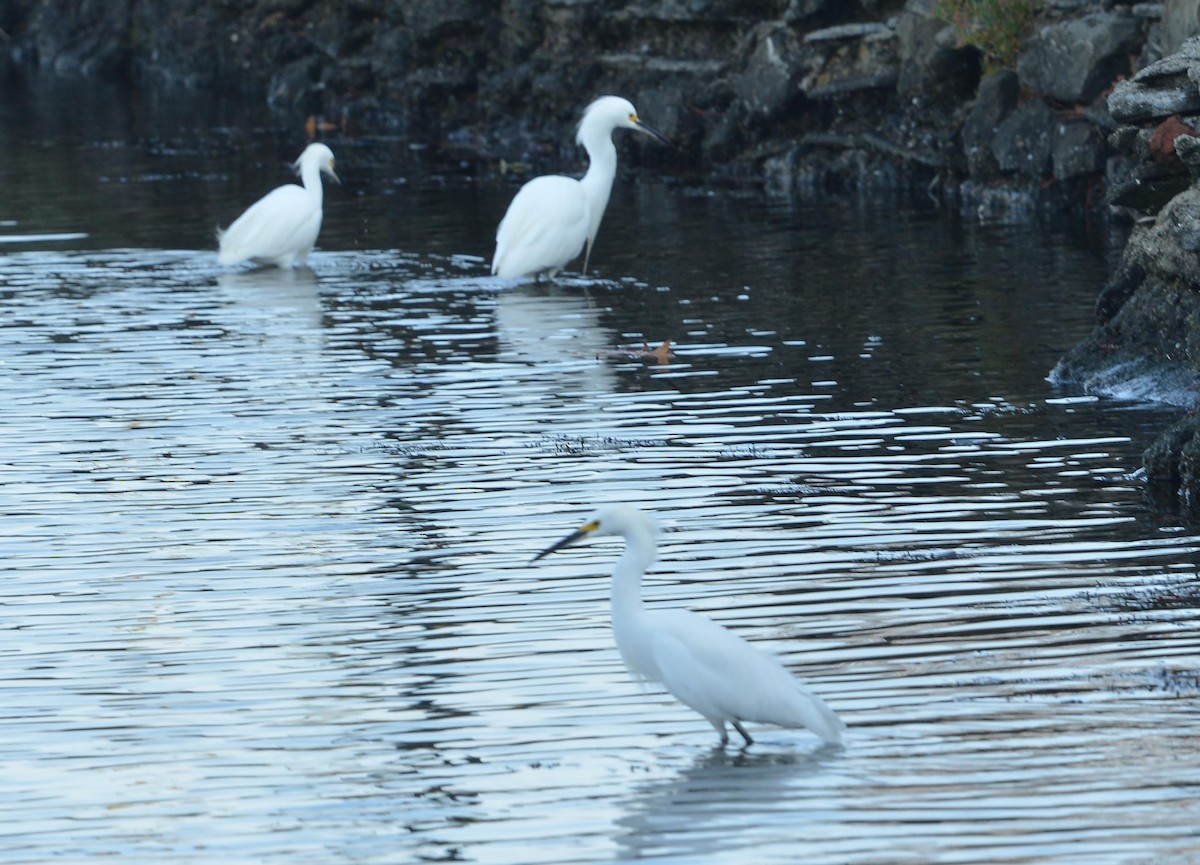Snowy Egret - ML646380088
