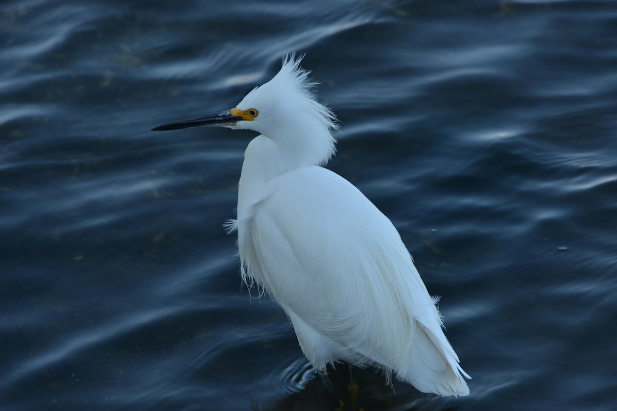 Snowy Egret - ML646380089