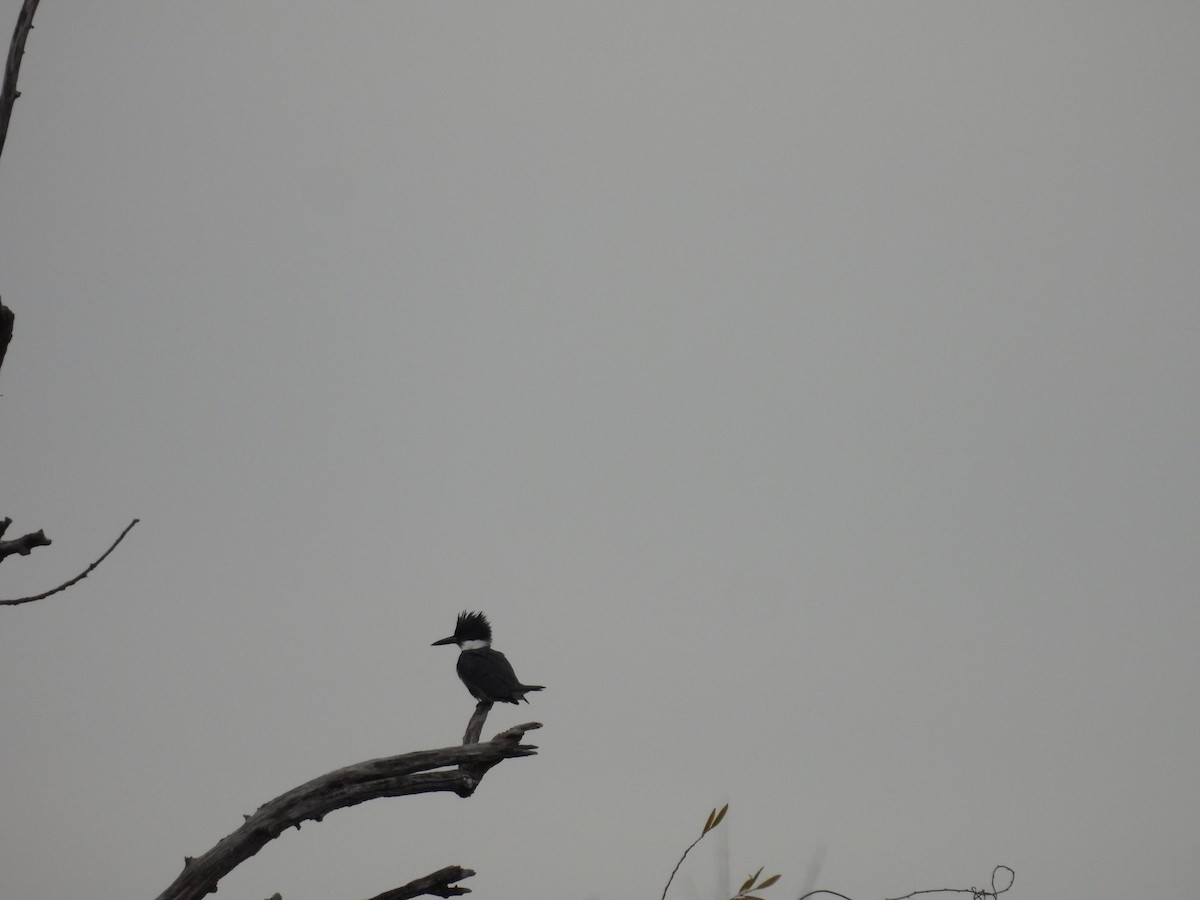 Martin-pêcheur d'Amérique - ML646380090