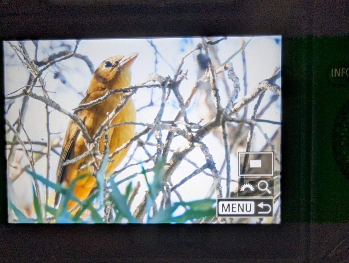 Summer Tanager - ML646380092