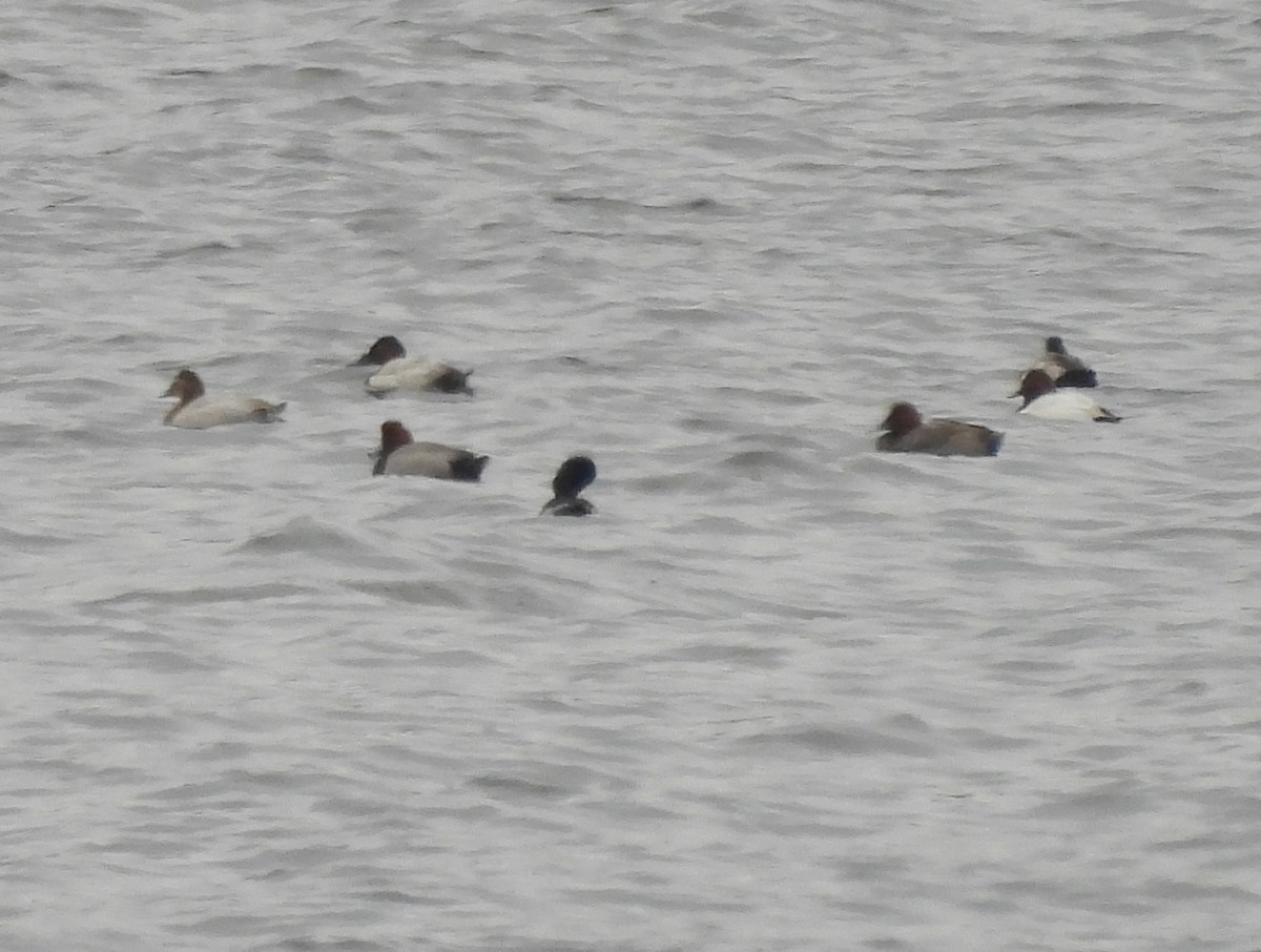 Canvasback - ML646380093