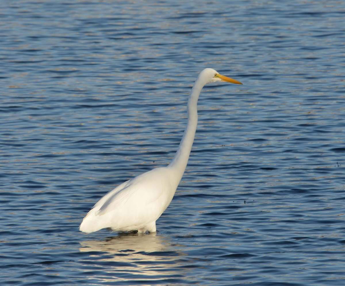 Great Egret - ML646380095