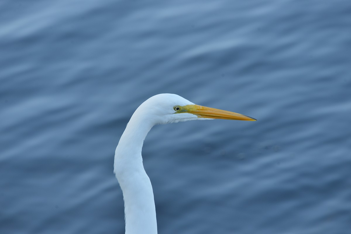 Great Egret - ML646380096