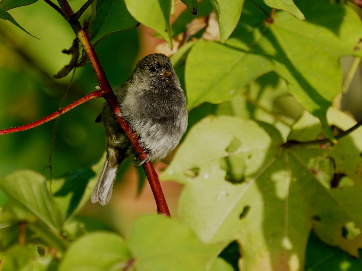 Black-faced Grassquit - ML646380097