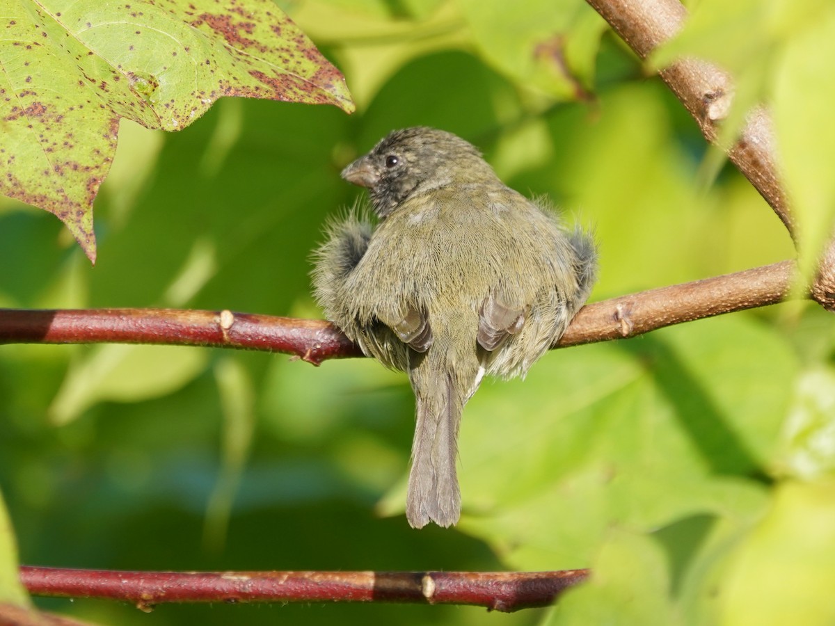 Black-faced Grassquit - ML646380098