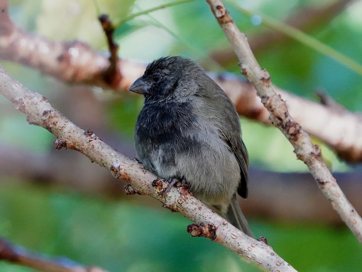 Black-faced Grassquit - ML646380099