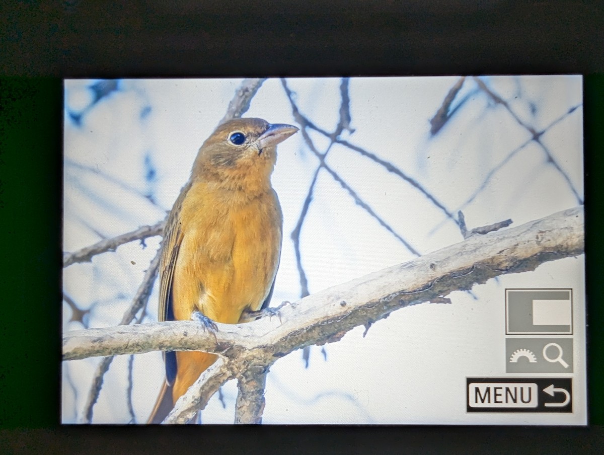 Summer Tanager - ML646380101