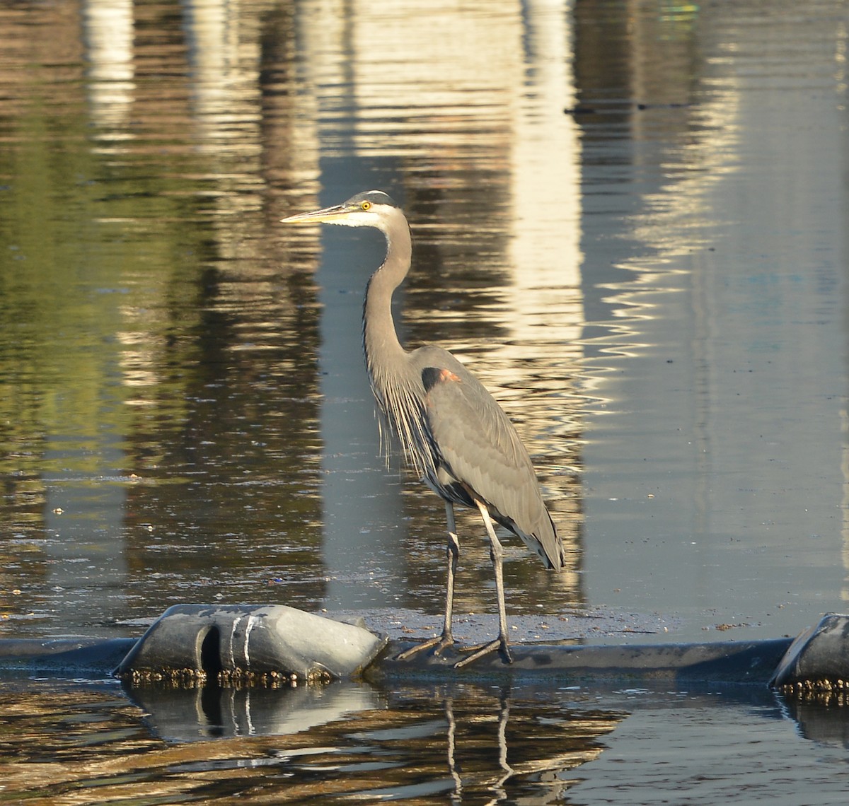 Great Blue Heron - ML646380102