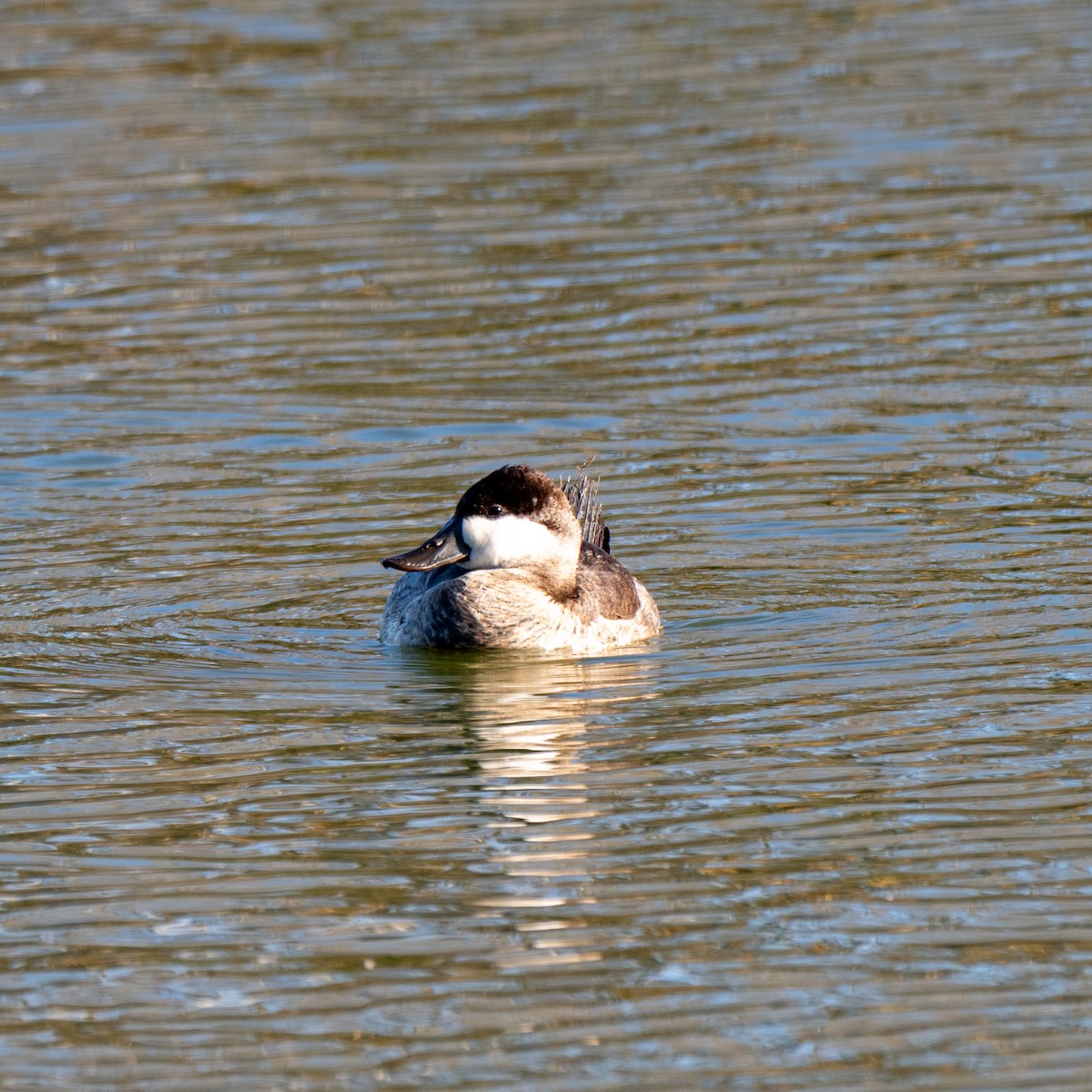 Ruddy Duck - ML646380103