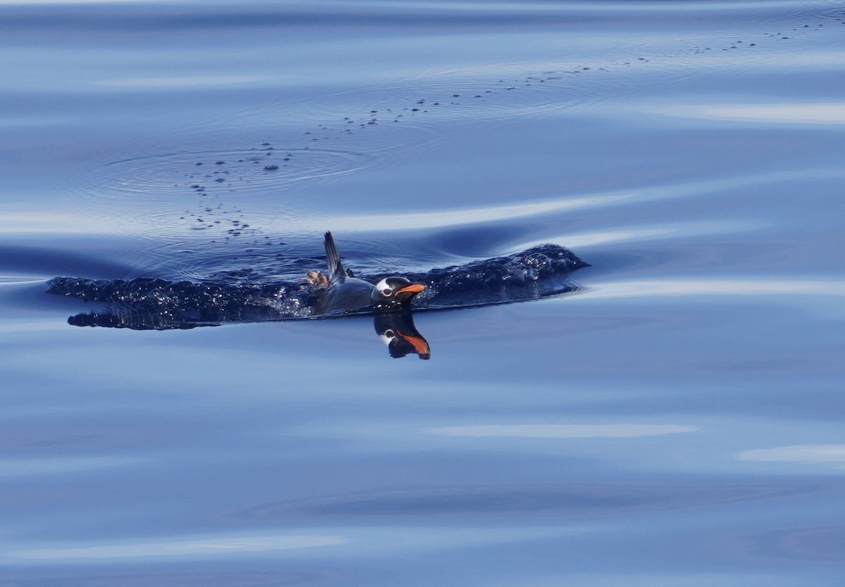 bøylepingvin - ML646380105