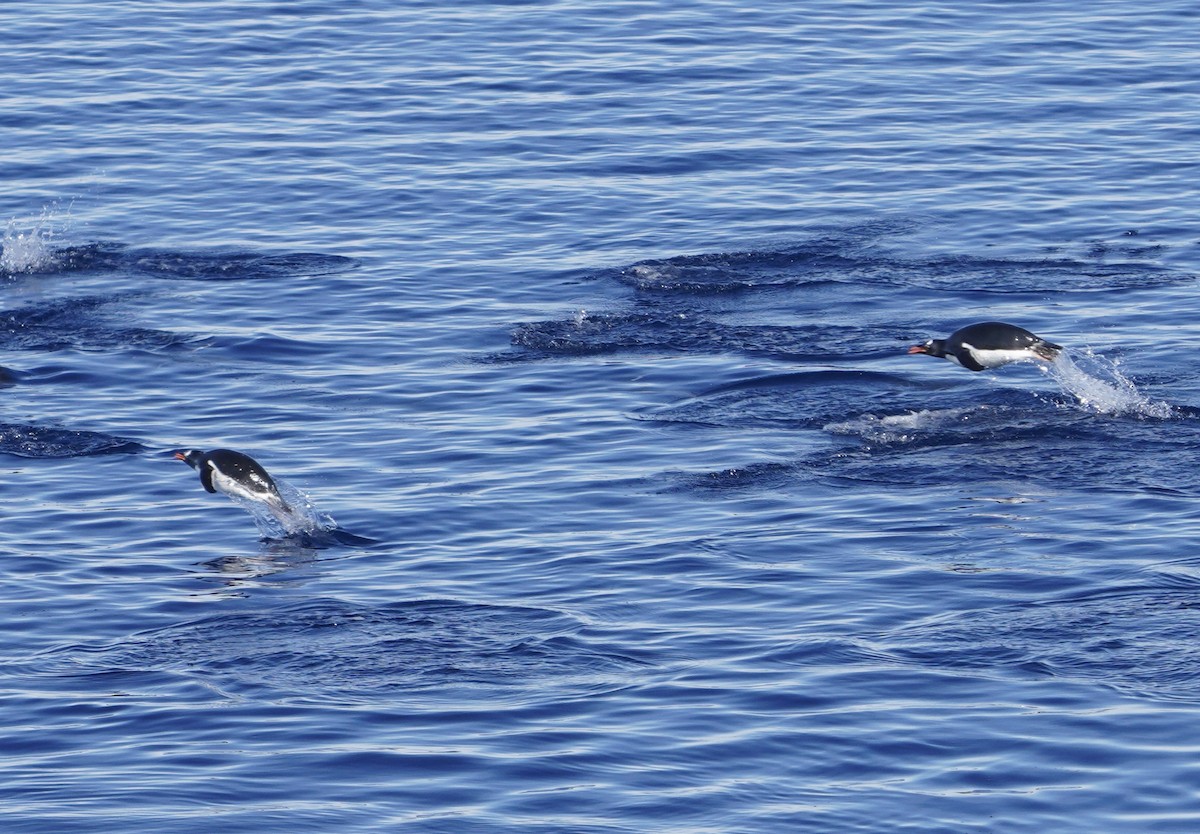 bøylepingvin - ML646380106