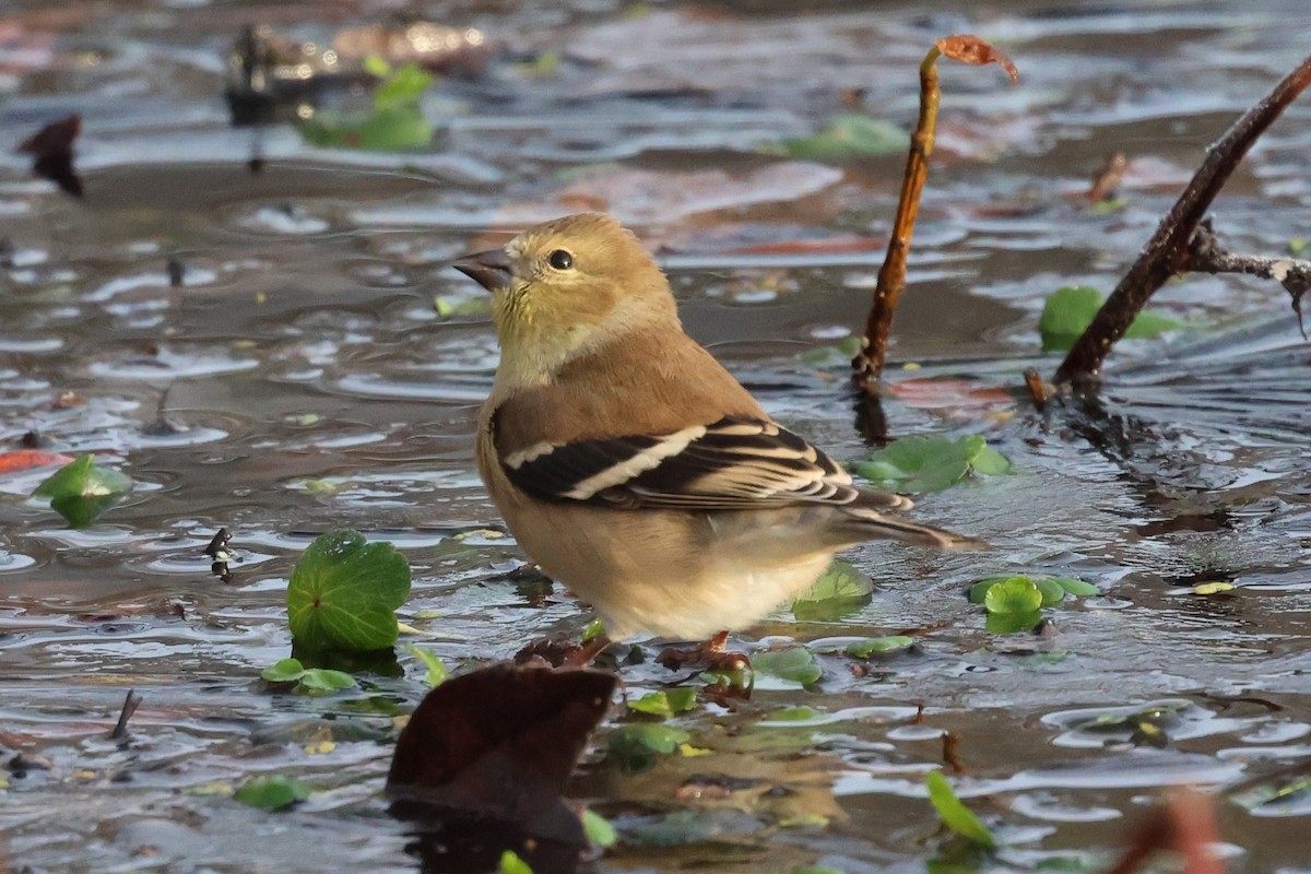 Goldzeisig - ML646380108