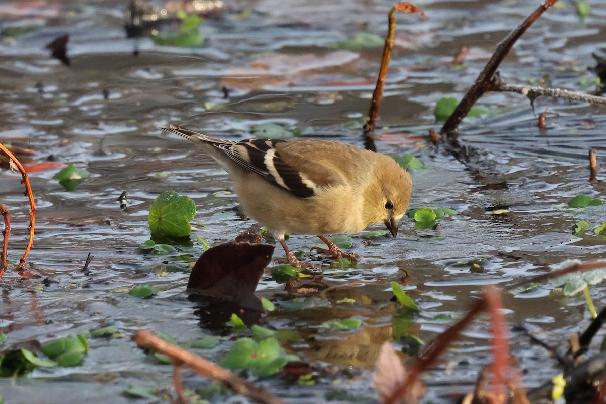 Goldzeisig - ML646380109