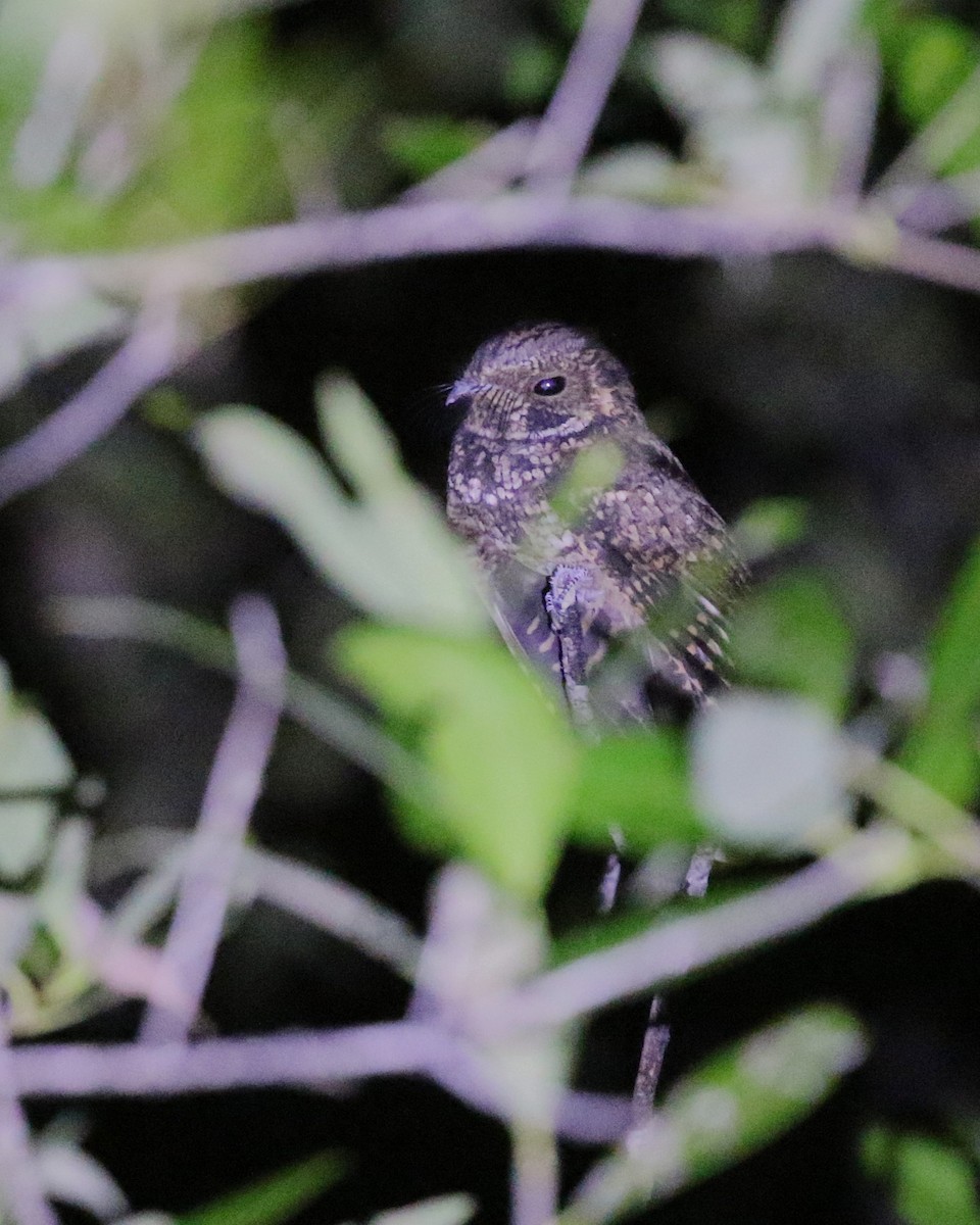 Puerto Rican Nightjar - ML646380110