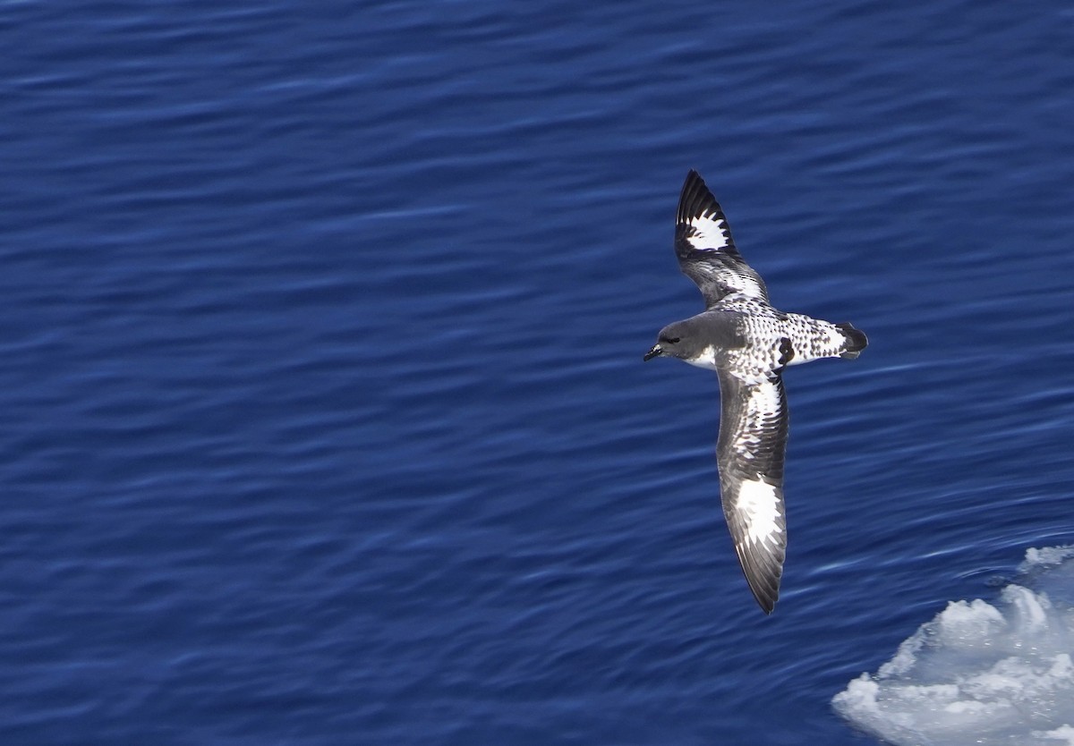 flekkpetrell (capense) - ML646380111