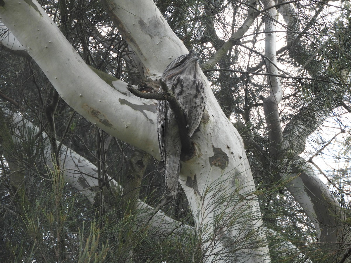 Tawny Frogmouth - ML646380113