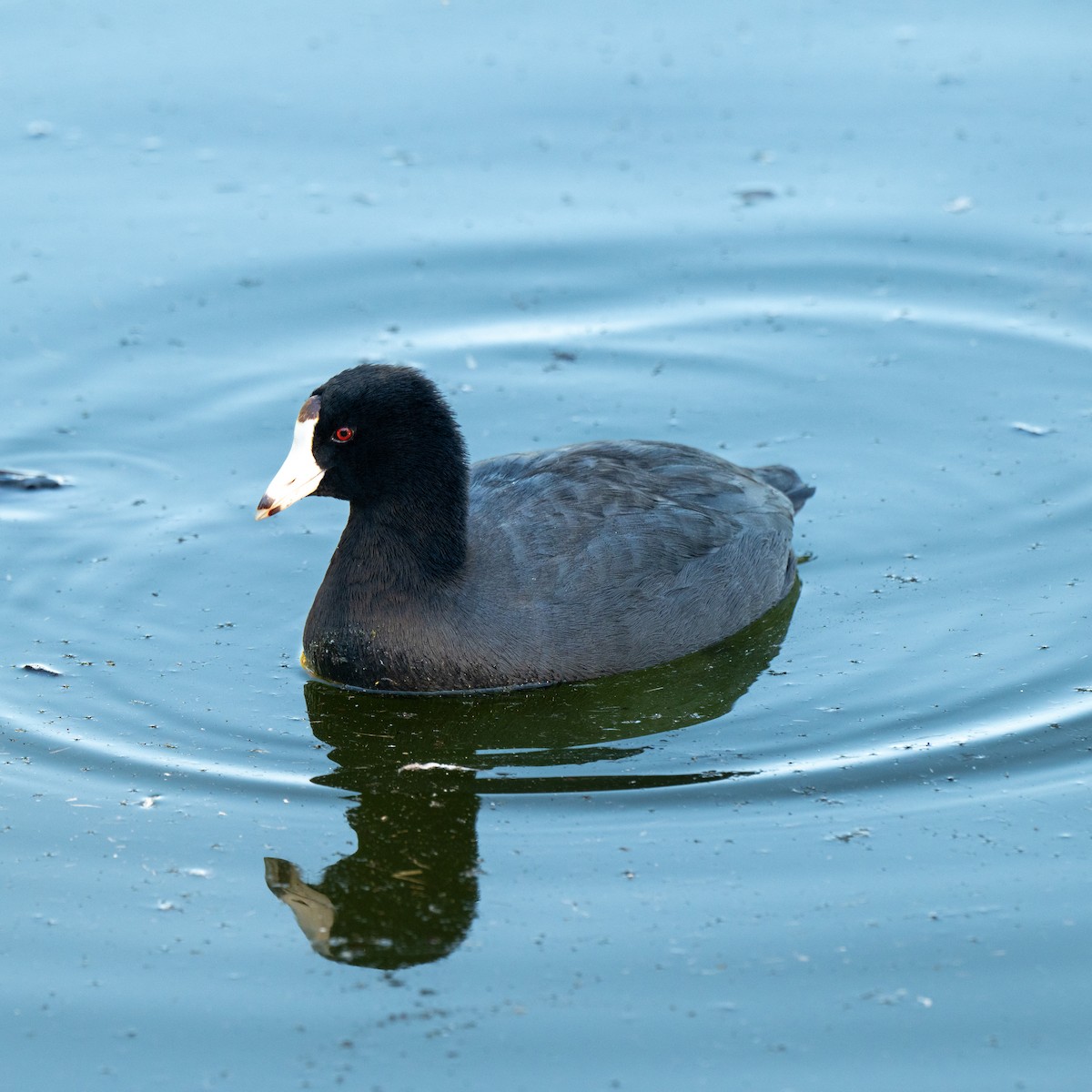 American Coot - ML646380114