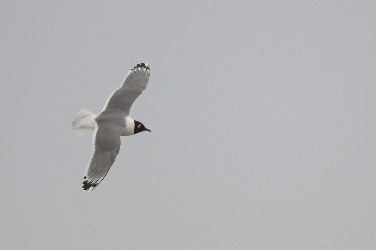 Franklin's Gull - ML646380115