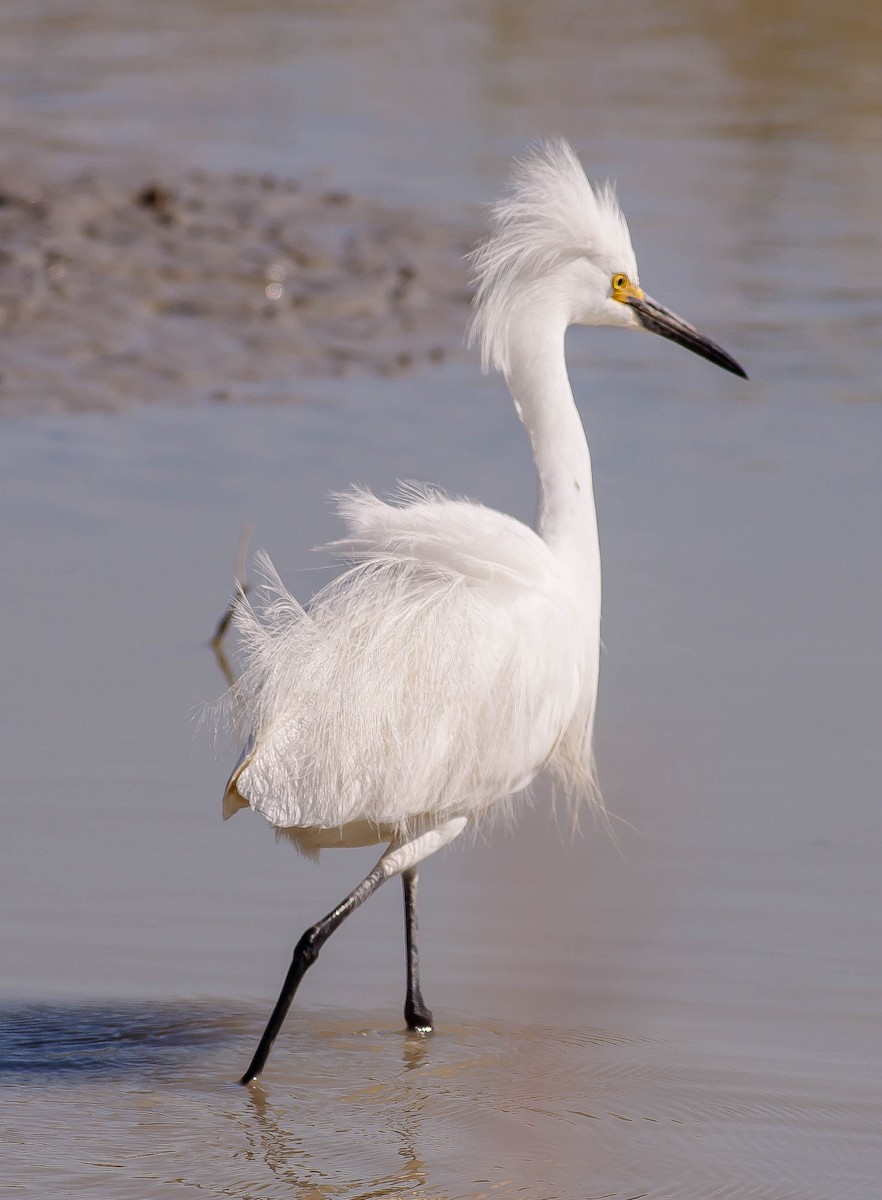 Snowy Egret - ML646380116