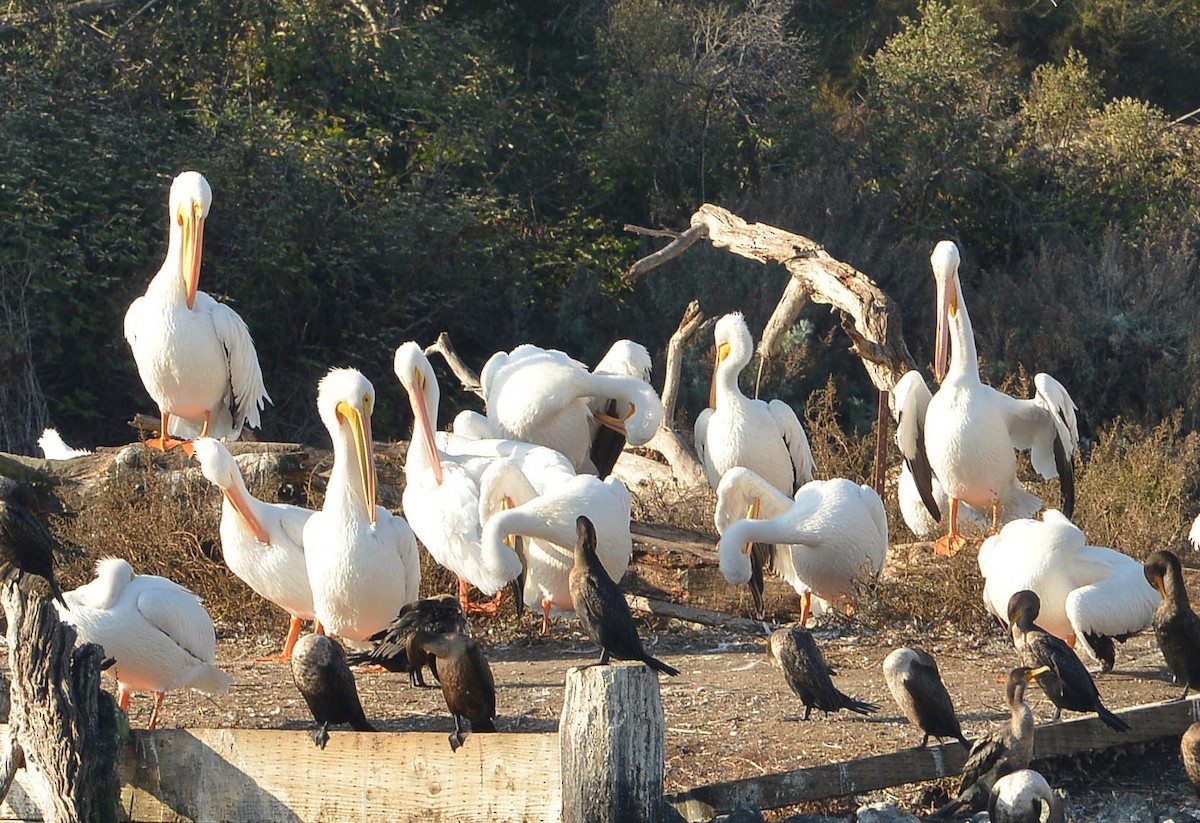 American White Pelican - ML646380118