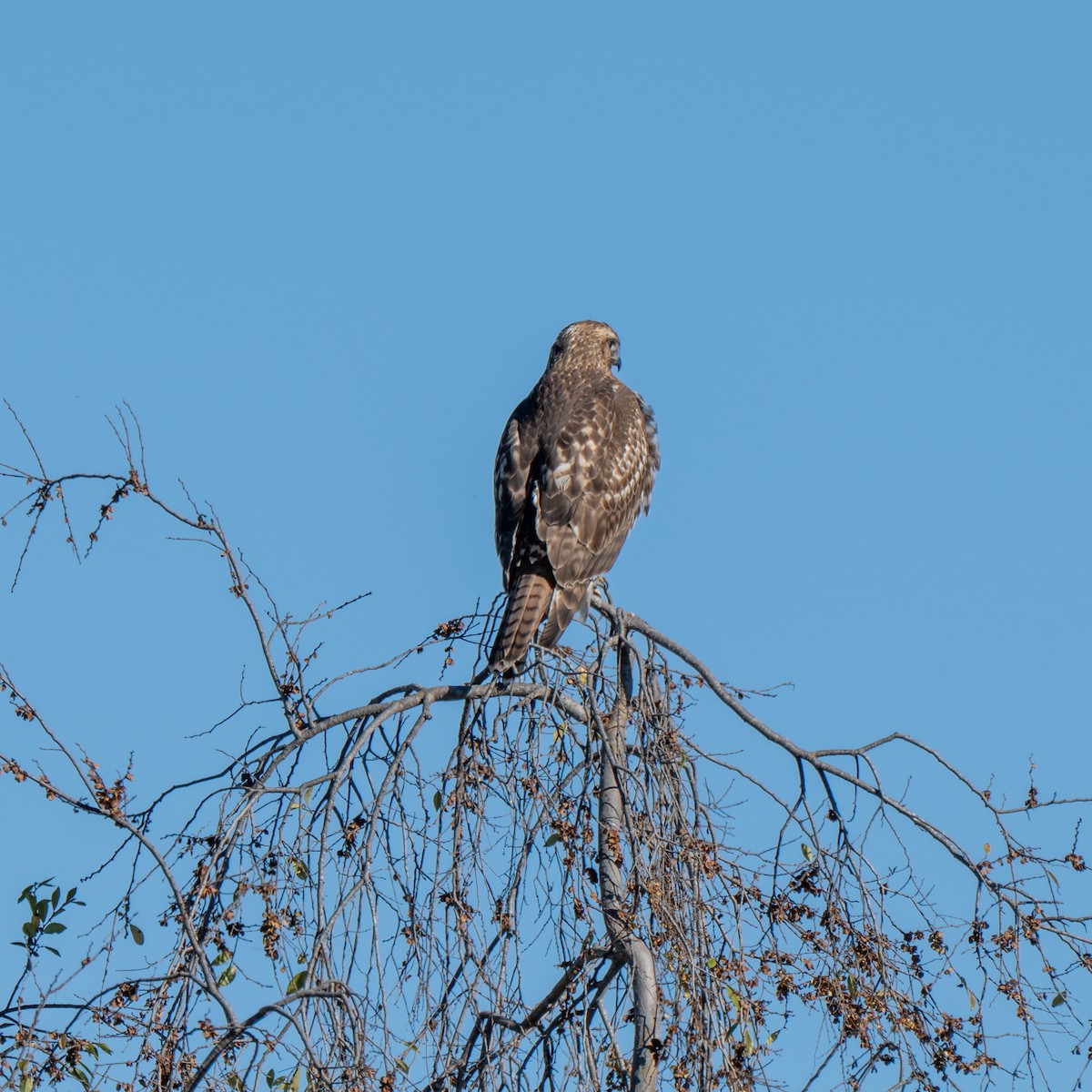 Red-tailed Hawk - ML646380119