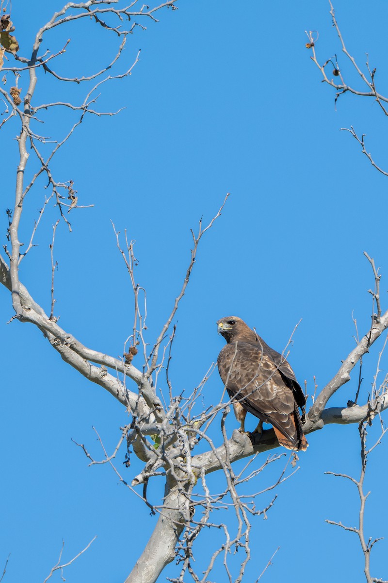 Red-tailed Hawk - ML646380126