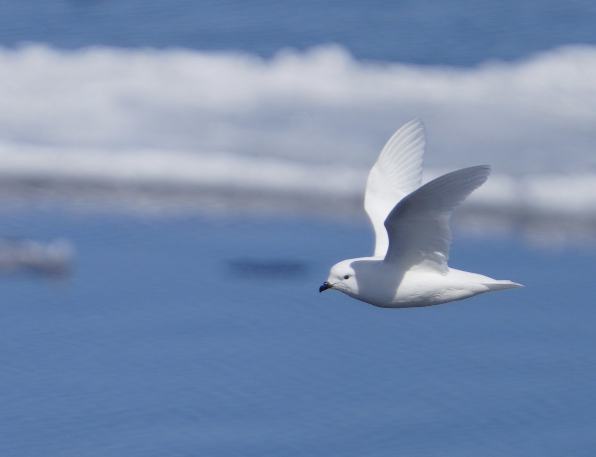 snøpetrell - ML646380127