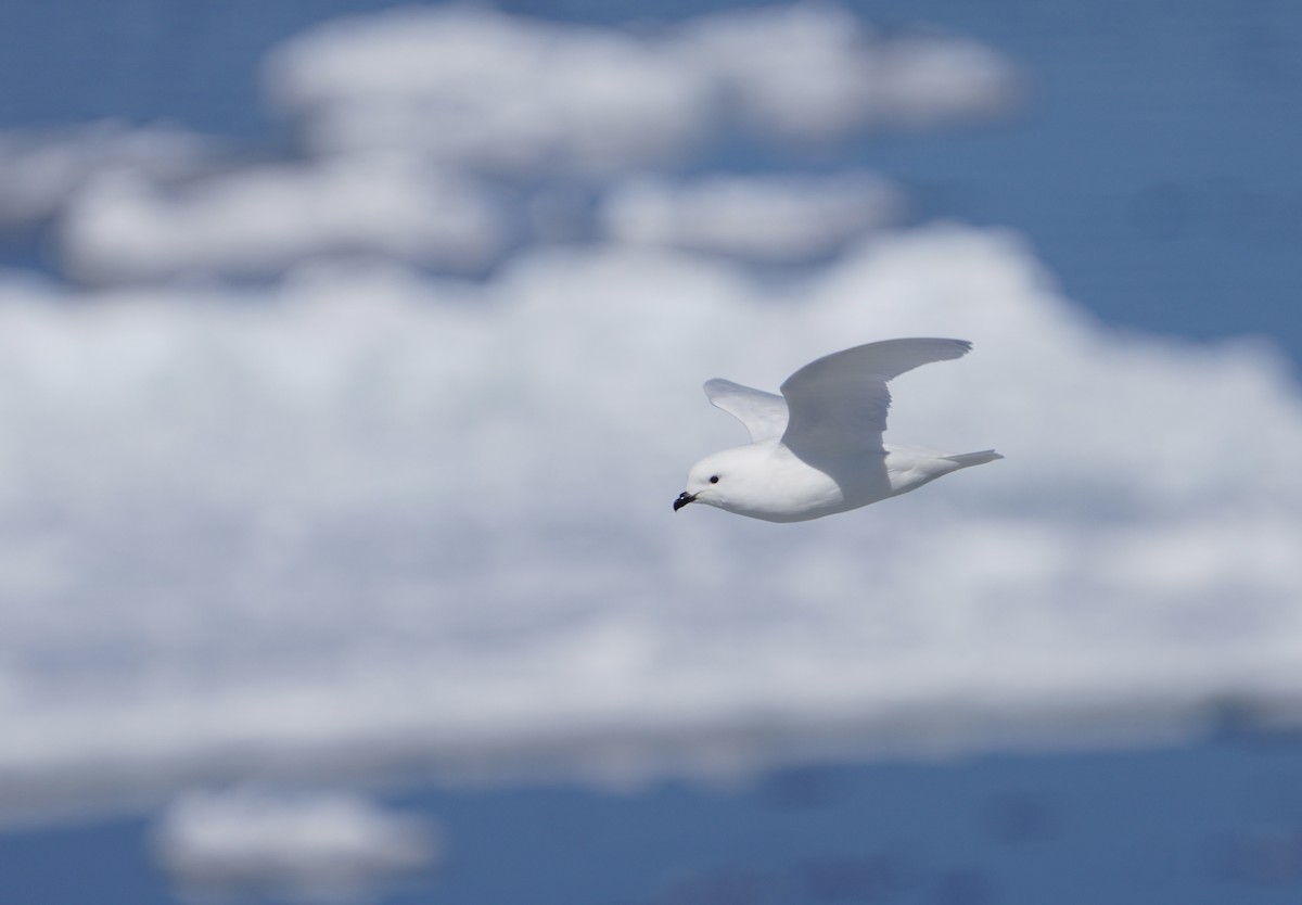 snøpetrell - ML646380128