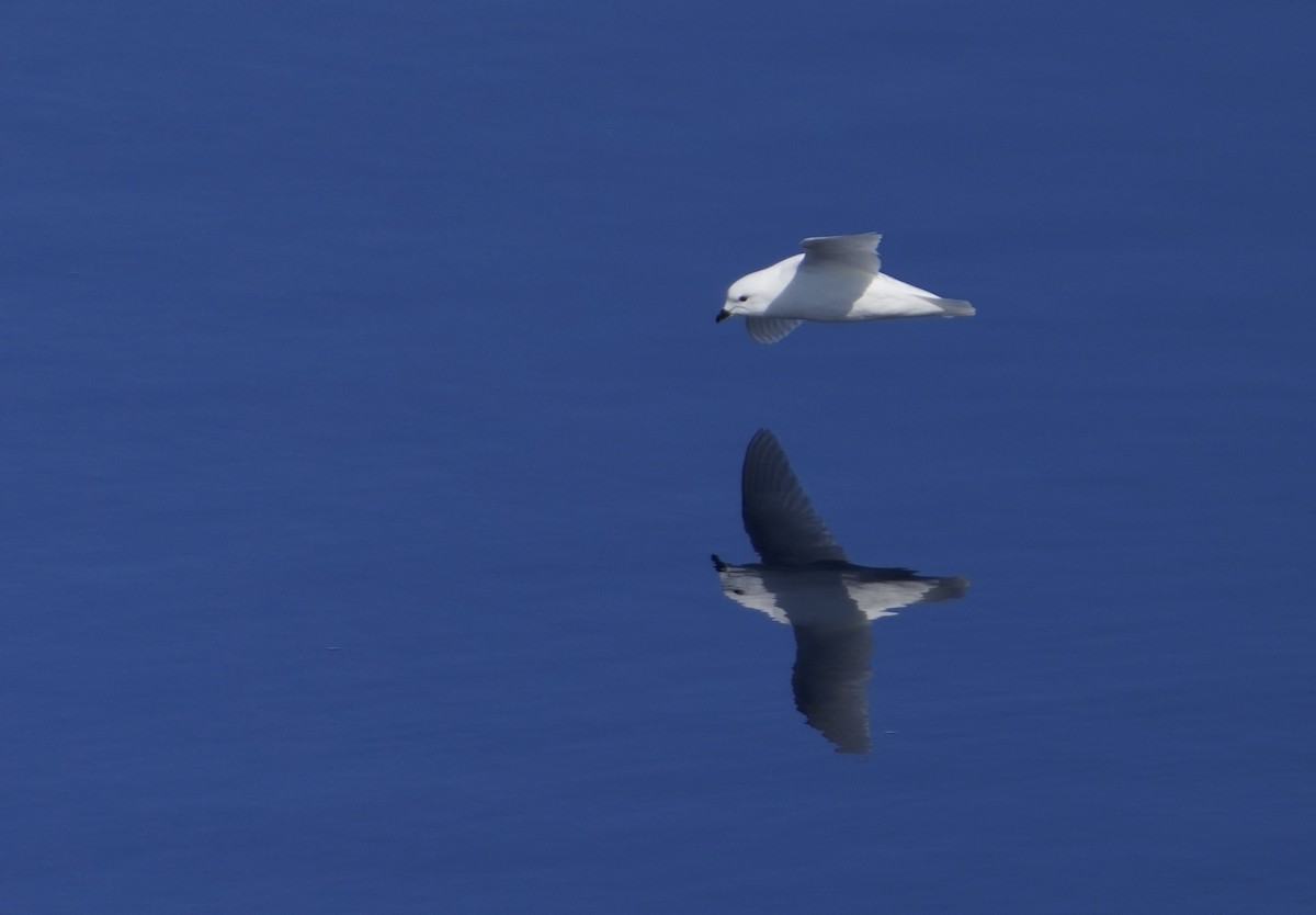 snøpetrell - ML646380129