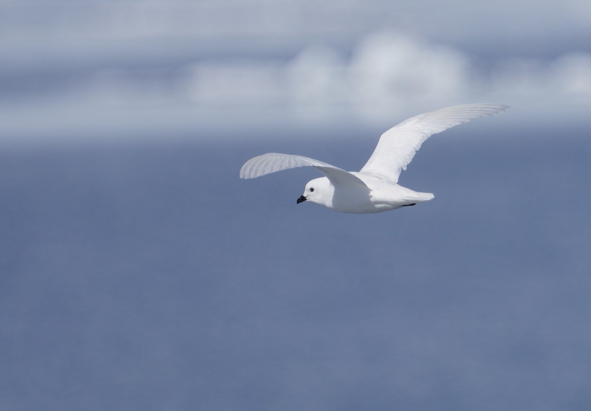 snøpetrell - ML646380130