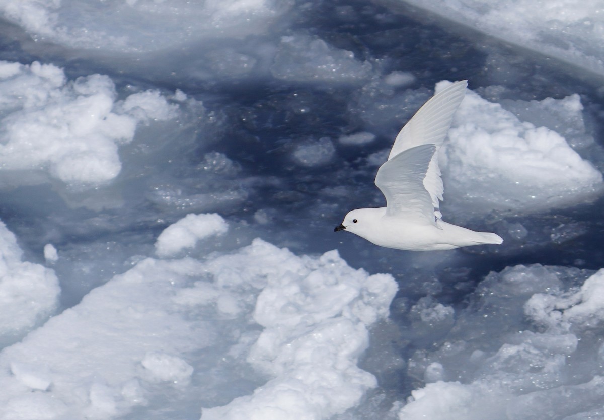 snøpetrell - ML646380131